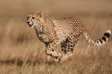 [KVIZ] Koliko znaš o afričkim životinjama?