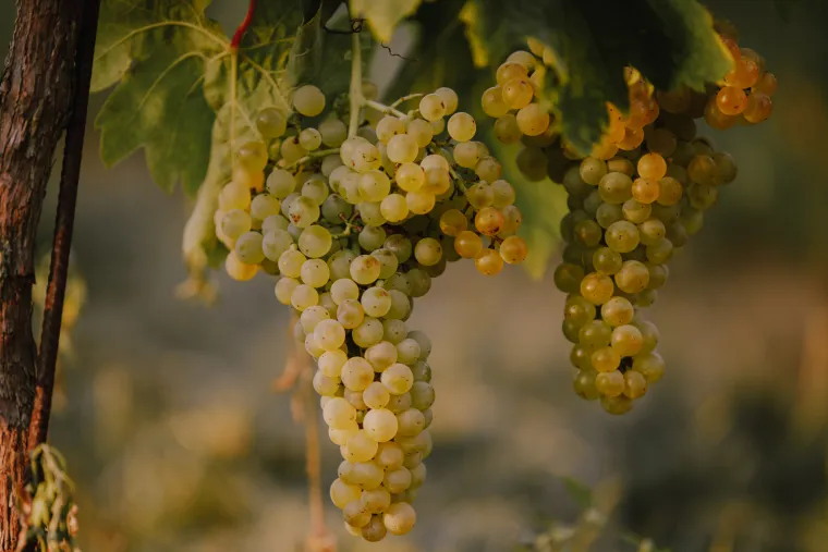 Za stolom u Sisačko-moslavačkoj županiji: Tradicija, okusi i čaša vina koja miriše na zavičaj