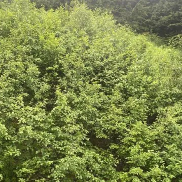 Samo 1 posto njih uspjelo je ovdje pronaći medvjeda: Ako ga vi vidite, imate oči sokolove
