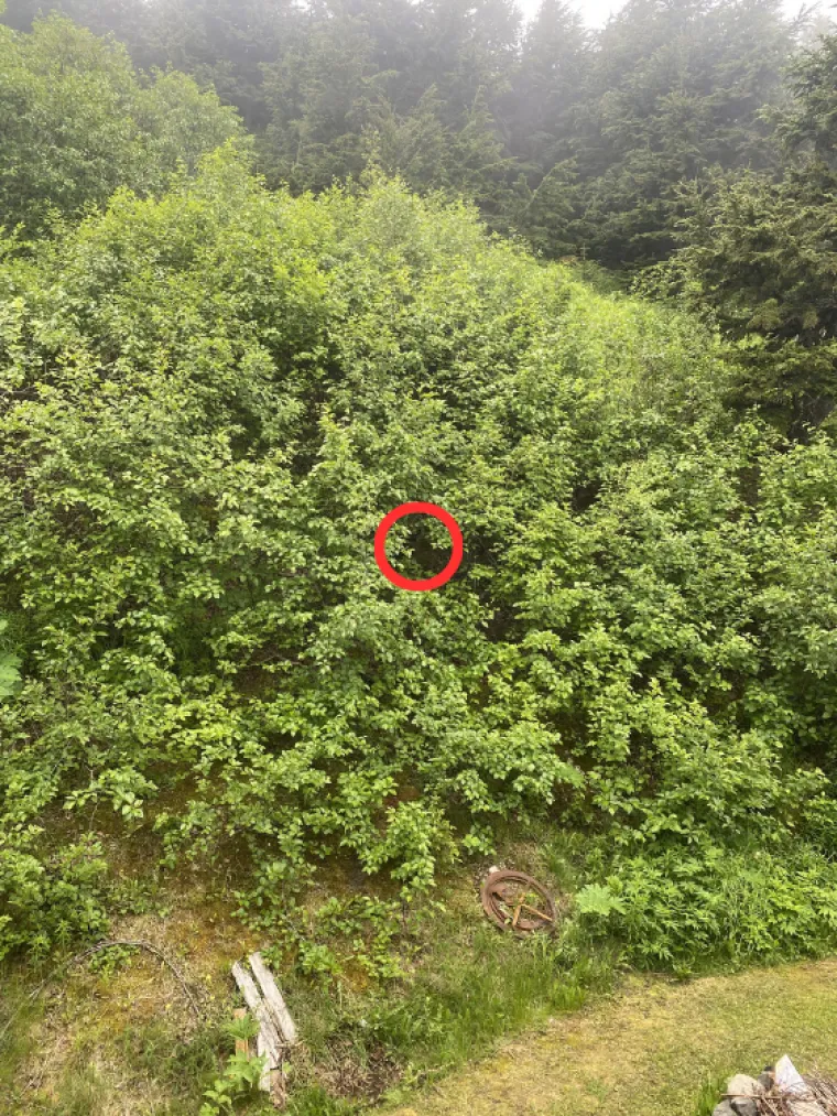 Samo 1 posto njih uspjelo je ovdje pronaći medvjeda: Ako ga vi vidite, imate oči sokolove