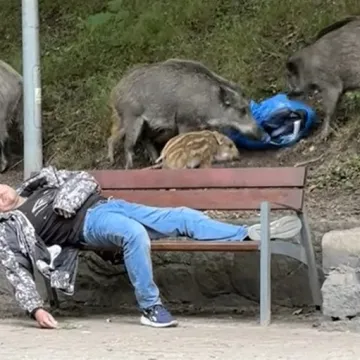 Divlje svinje isprevrtale osobne stvari građaninu koji je načas zadrijemao u parku