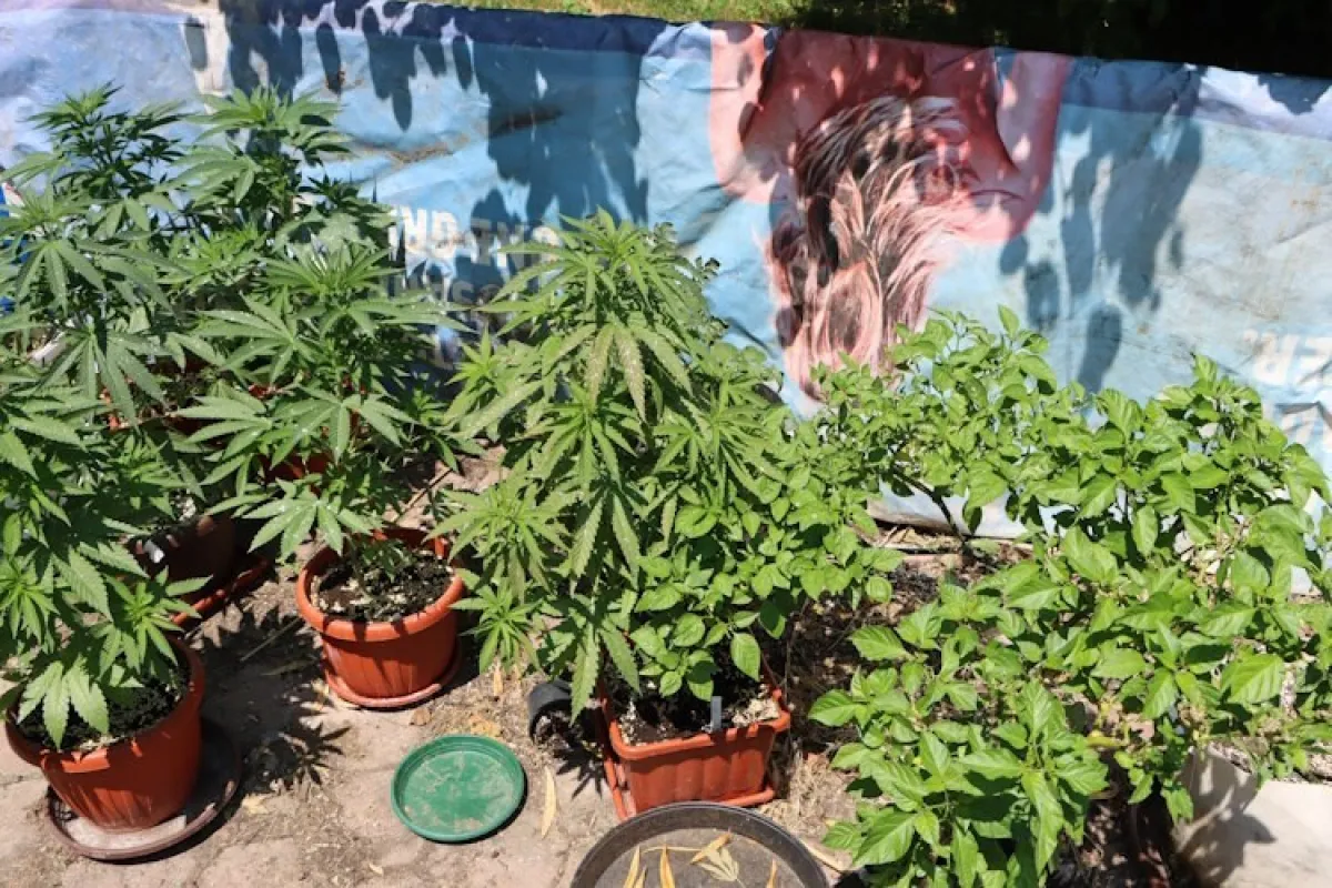 Koliko je konoplje zasadio, toliko neki nemaju biljaka u vrtu: Evo kolekcije
