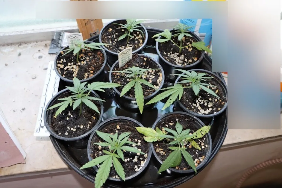 Koliko je konoplje zasadio, toliko neki nemaju biljaka u vrtu: Evo kolekcije