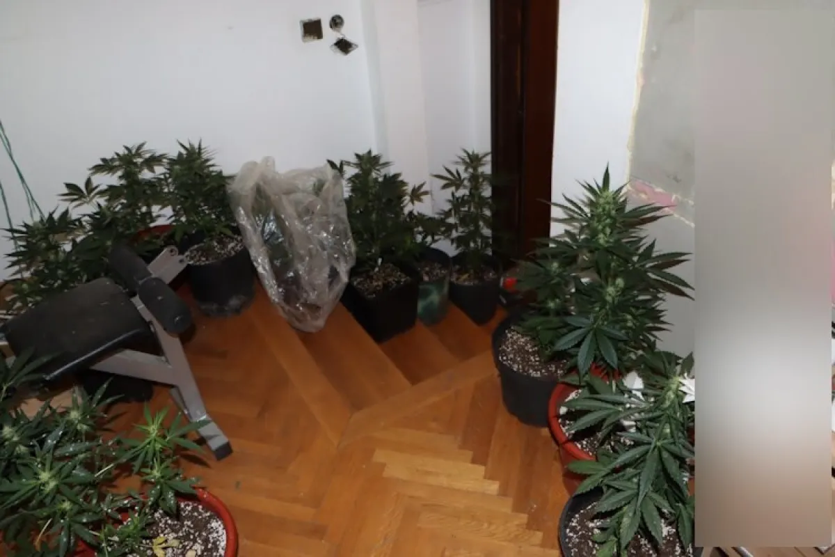 Koliko je konoplje zasadio, toliko neki nemaju biljaka u vrtu: Evo kolekcije