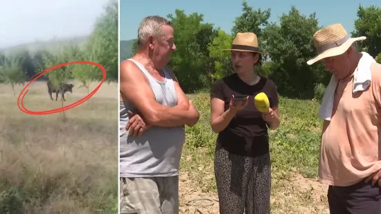 Krdo krava terorizira okolicu Drniša, uništavaju dvorišta, napale i ljude: 'Dokle više?!'