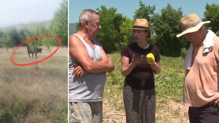 Krdo krava terorizira okolicu Drniša, uništavaju dvorišta, napale i ljude: 'Dokle više?!'