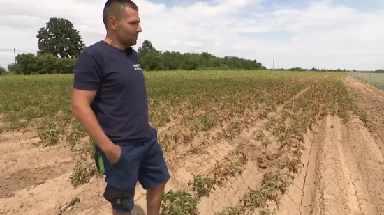 Slavonska polja na udaru pakla! Krumpir nestaje s polja pod žegom: 'Ovdje spasa više nema'