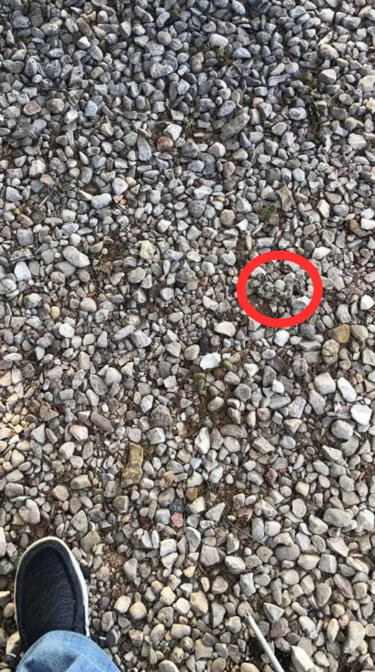 Na ovoj fotografiji nalazi se zmija, mnogi je nisu mogli pronaći: Ako vi uspijete, imate oštro oko