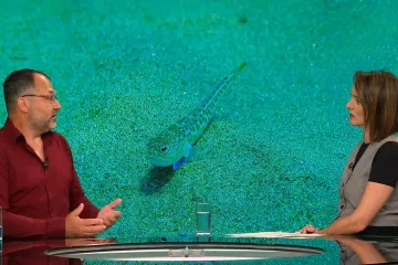 Morski biolog o morskim psima, lavovima i drugim predatorima u Jadranu