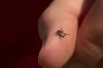 U Hrvatima dragoj destinaciji širi se rijetki virus. Vlasti digle uzbunu nakon smrti muškarca, 25 ljudi u karanteni