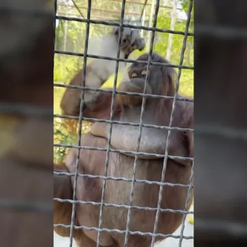 MMA borkinja orangutanu dala električnu cigaretu, sad se pokušava opravdati!