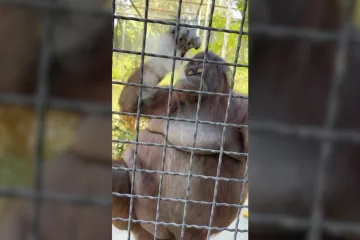 MMA borkinja orangutanu dala električnu cigaretu, sad se pokušava opravdati!