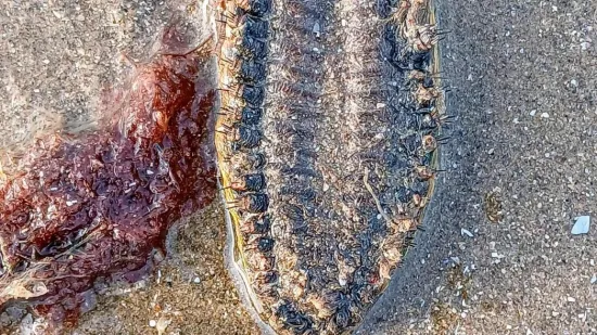 Na plaži je susreo biće koje može pojesti triput veće stvorenje od sebe, ali nije to sve čime šokira