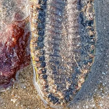 Na plaži je susreo biće koje može pojesti triput veće stvorenje od sebe, ali nije to sve čime šokira