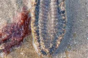 Na plaži je susreo biće koje može pojesti triput veće stvorenje od sebe, ali nije to sve čime šokira