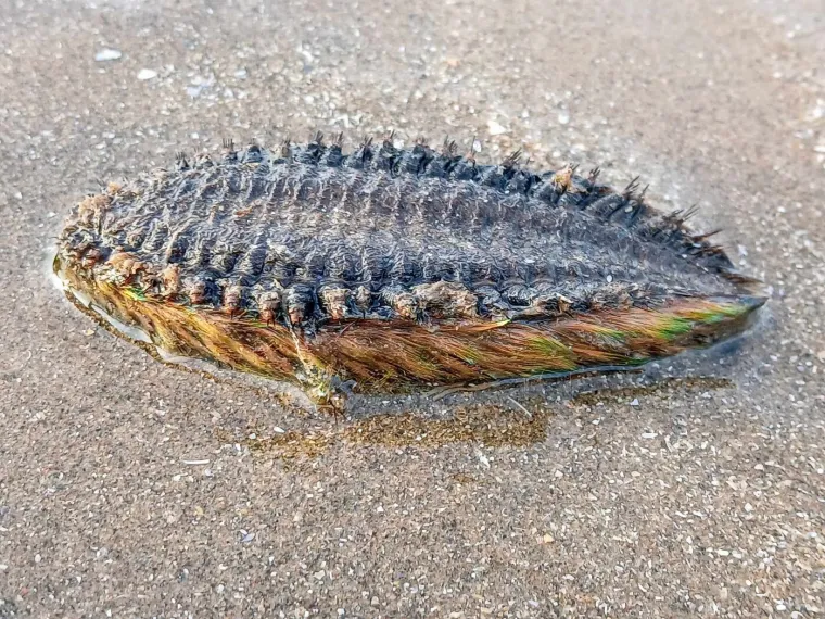 Na plaži je susreo biće koje može pojesti triput veće stvorenje od sebe, ali nije to sve čime šokira