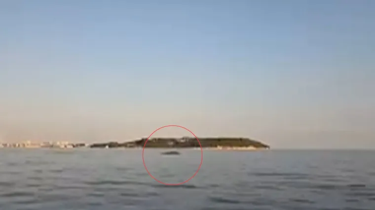 Neočekivani gost u pulskoj luci, stručnjaci upozoravaju: 'Ne približavajte se'