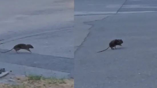Je li krenulo? Pogledajte hrabrog štakora kako prelazi cestu u centru Zagreba