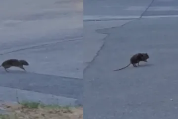 Je li krenulo? Pogledajte hrabrog štakora kako prelazi cestu u centru Zagreba