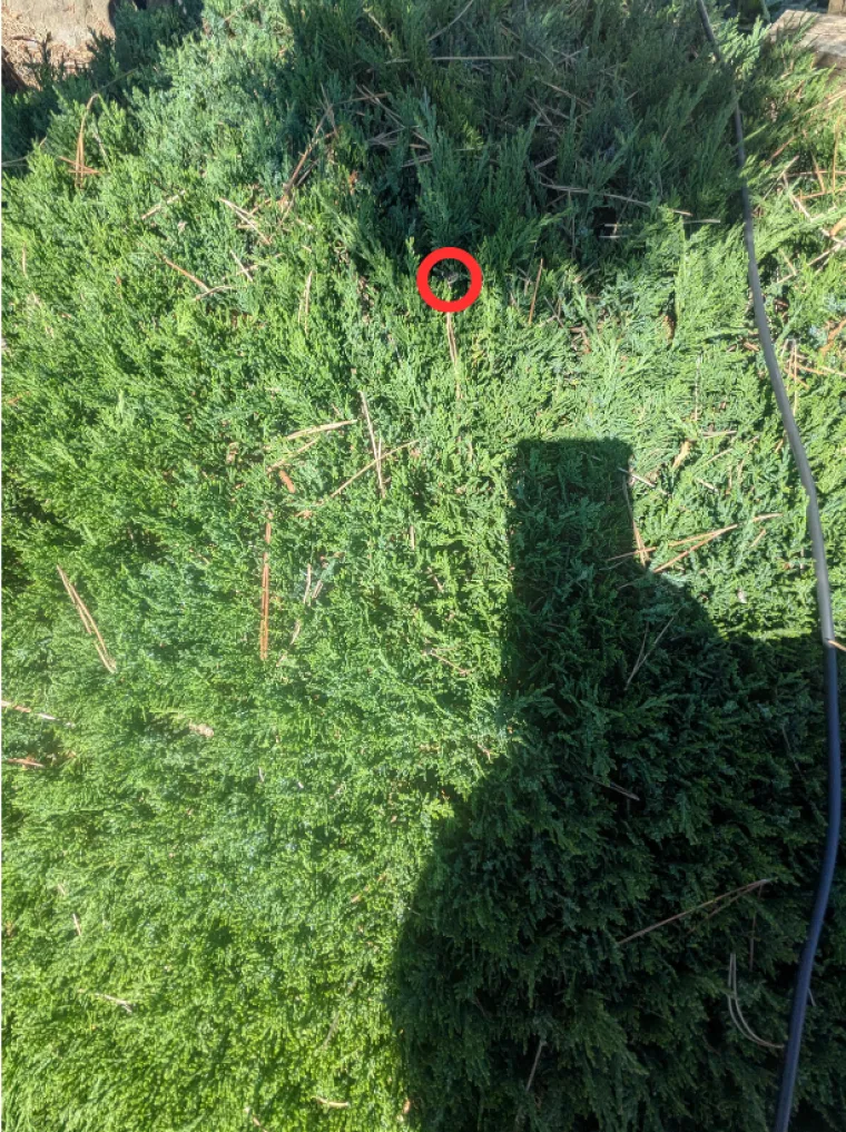 Ovdje se skriva zmija: Mnogi je nisu mogli pronaći, ako vi uspijete, imate oko za detalje