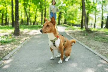 Ovi psi ne laju i gotovo nemaju miris, a rijetko se i linjaju: Ljudi ih obožavaju