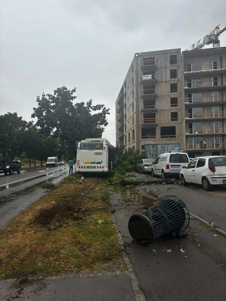 Stablo palo na autobus, a onda je vozača dočekao novi šok