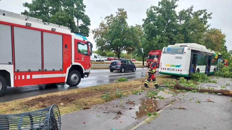 Stablo palo na autobus, a onda je vozača dočekao novi šok