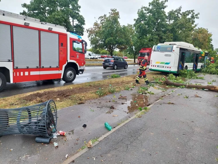 Stablo palo na autobus, a onda je vozača dočekao novi šok
