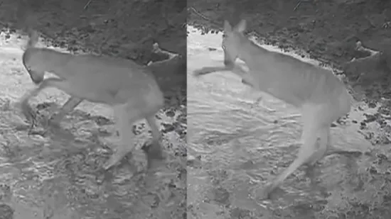 Prizor iz Gorskog kotara koji morate vidjeti: Pogledajte kako izgleda kad lane naiđe na lokvu