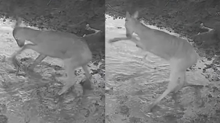 Prizor iz Gorskog kotara koji morate vidjeti: Pogledajte kako izgleda kad lane naiđe na lokvu
