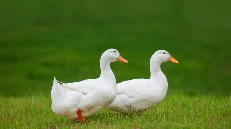 [KVIZ] Koliko znaš o domaćim pernatim životinjama?