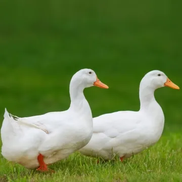 [KVIZ] Koliko znaš o domaćim pernatim životinjama?
