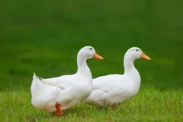 [KVIZ] Koliko znaš o domaćim pernatim životinjama?