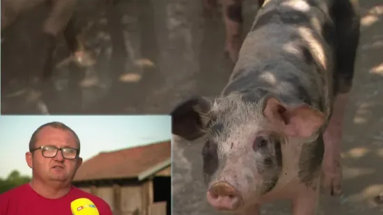 Povratak epidemije na istok Hrvatske. Samo u srpnju usmrćeno 2000 svinja