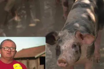 Povratak epidemije na istok Hrvatske. Samo u srpnju usmrćeno 2000 svinja