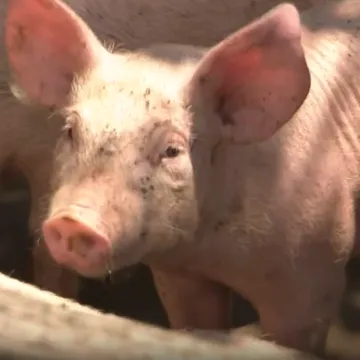 Afrička svinjska kuga poharala Baranju: Tisuće usmrćenih svinja, prijeti manjak kulena