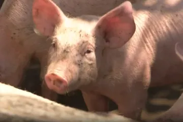 Afrička svinjska kuga poharala Baranju: Tisuće usmrćenih svinja, prijeti manjak kulena