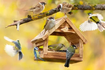 [KVIZ] Koliko znaš o pticama svijeta?