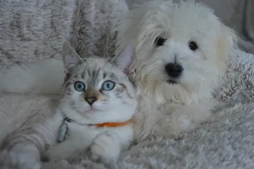 Veterinar upozorava: Ljubimce ne biste trebali ostavljati same, vrebaju ih neočekivane opasnosti