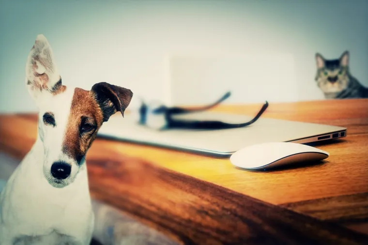 Veterinar upozorava: Ljubimce ne biste trebali ostavljati same, vrebaju ih neočekivane opasnosti