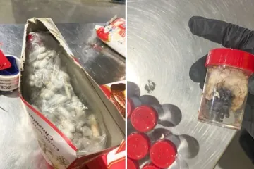 U kutijama za čokoladne torte našli 1500 tarantula: Carinici su se sablaznili