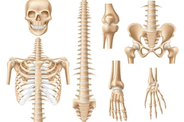 [KVIZ] Koliko znaš o kostima čovjeka?