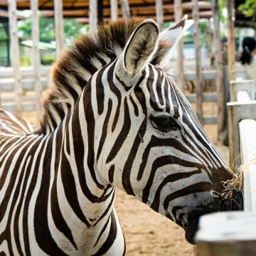 Kaos u beogradskom zoološkom: Zebra pobjegla iz kaveza pa ozlijedila dijete i još jednu osobu
