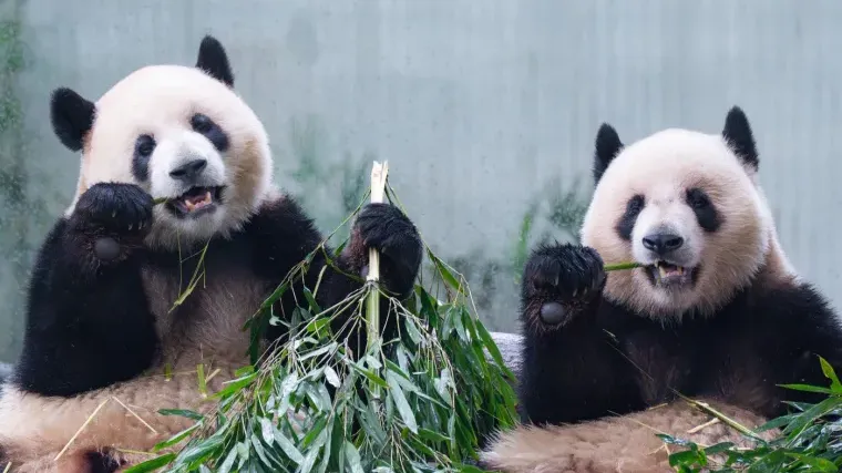 [KVIZ] Koliko zna&scaron; o pandama?