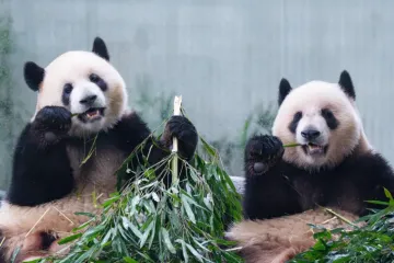 [KVIZ] Koliko znaš o pandama?