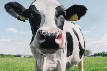 [KVIZ] Koliko znaš o domaćim životinjama?