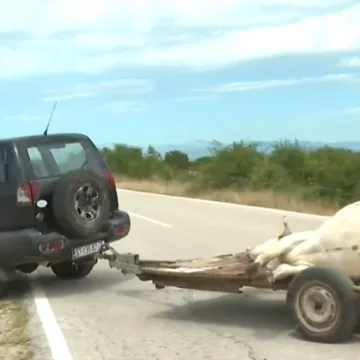 Uginulo 60 grla stoke na Svilaji, stočari zabrinuti: 'Kad ulazim u štalu, kao da idem na sud'