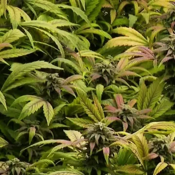 Slovenija na korak do legalizacije marihuane: Provjerili smo hoće li i Hrvatska stopama susjeda