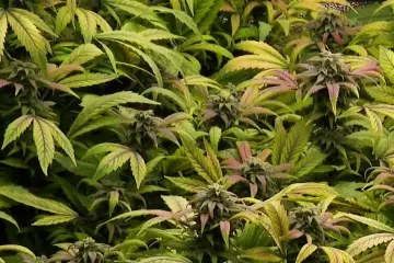 Slovenija na korak do legalizacije marihuane: Provjerili smo hoće li i Hrvatska stopama susjeda