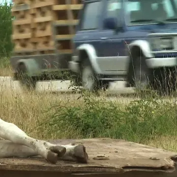 Smrtonosna bolest, osim za stoku, opasna je i za ljude! Capak: 'Uzimat će antibiotike...'